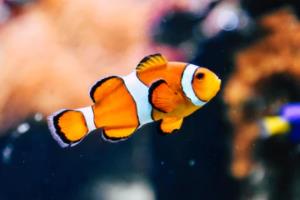 德甲联赛积分，一场看似简单的数字背后隐藏的足球世界德甲联赛积分